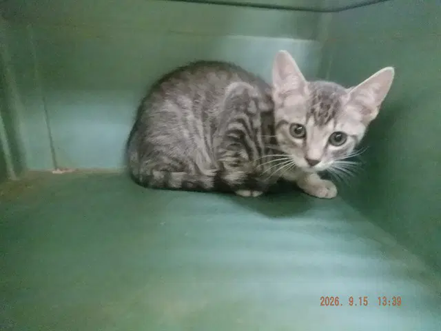 Unknown - Domestic Short Hair