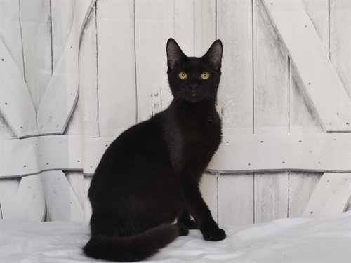 J.R., a cat for adoption from Northwest SPCA
