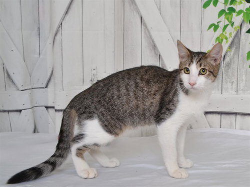 BOBBY, a cat for adoption from Northwest SPCA