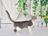 SALLY — Oroville, CA Adoption