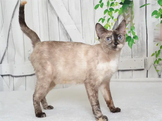 Peaches - Siamese