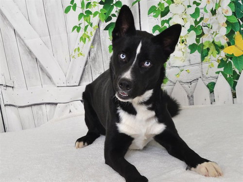 BLUE SHADOW, a dog for adoption from Northwest SPCA