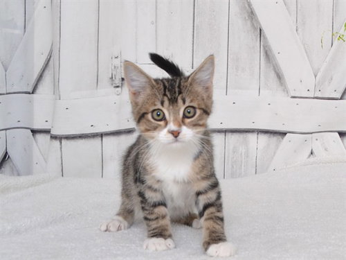 COMET, a cat for adoption from Northwest SPCA