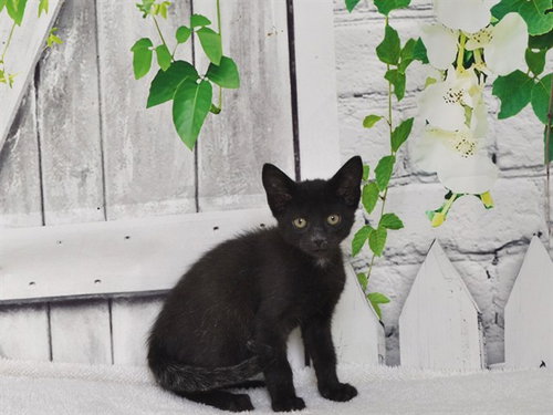 PHANTOM, a cat for adoption from Northwest SPCA