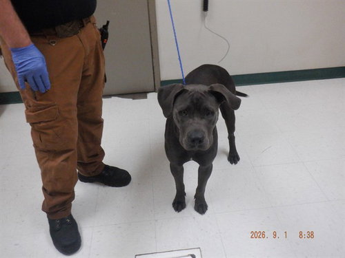 A613722, a dog for adoption from Northwest SPCA