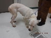 SHYANNE — Oroville, CA Adoption