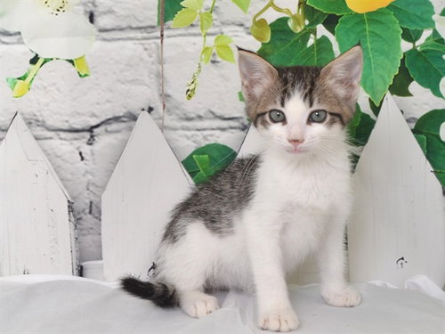 FARRAH, a cat for adoption from Northwest SPCA