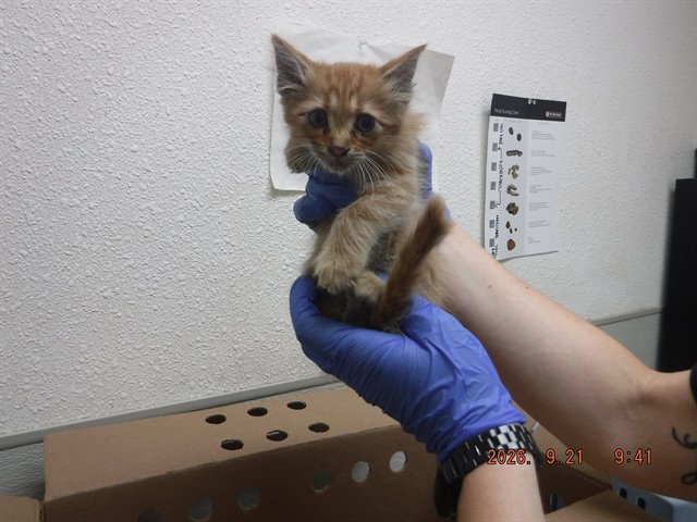 Grimm, Domestic Long Hair