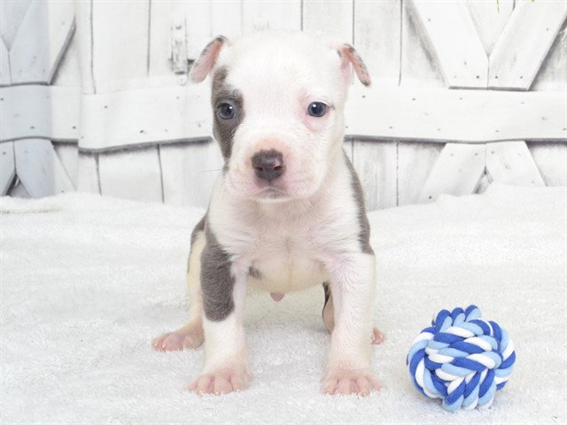 Snoop, Pit Bull Terrier