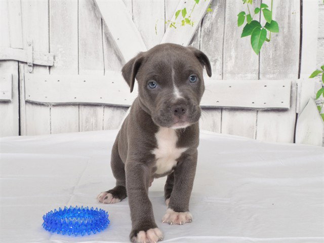 Eminem, Pit Bull Terrier