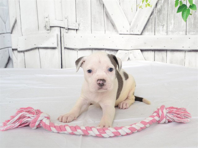 Missy, Pit Bull Terrier
