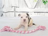 MISSY — Oroville, CA Adoption