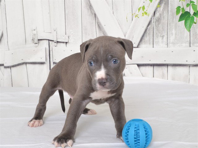 Dr.Dre, Pit Bull Terrier