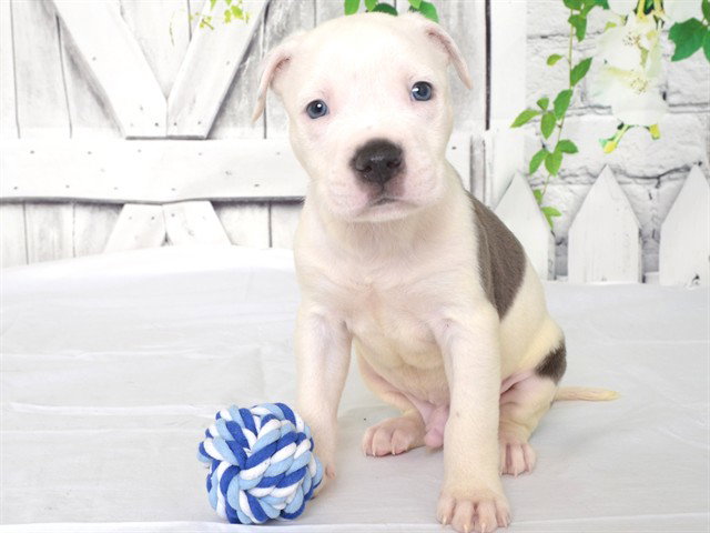 Ludacris, Pit Bull Terrier