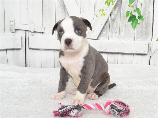 Nikki, Pit Bull Terrier