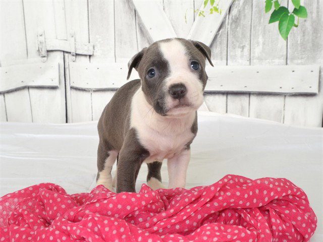 Queen Latifah, Pit Bull Terrier