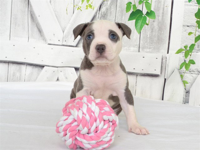 Lizzo, Pit Bull Terrier