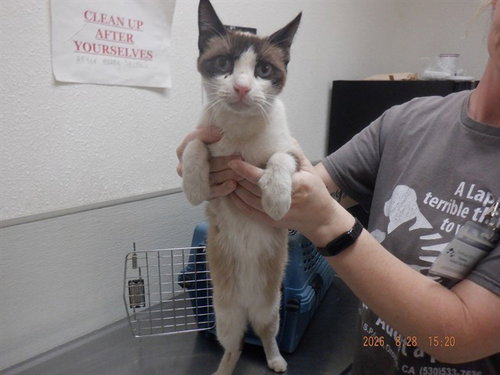 A613707, a cat for adoption from Northwest SPCA