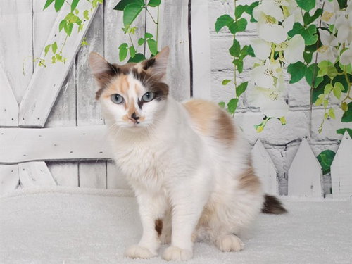 POLLY, a cat for adoption from Northwest SPCA