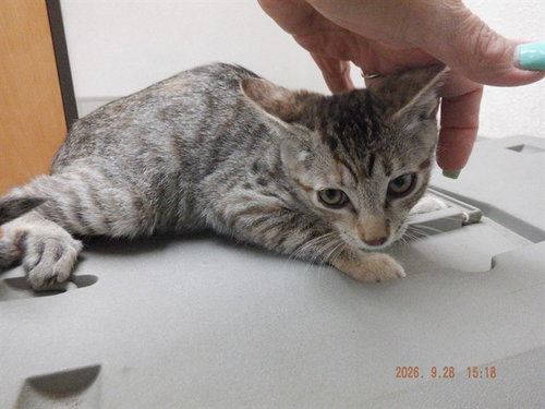 MEOWVALOUS, a cat for adoption from Northwest SPCA