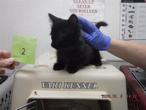 LUNA, a cat for adoption from Northwest SPCA
