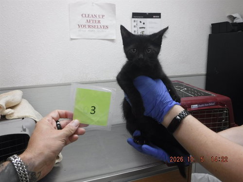 COONEY, a cat for adoption from Northwest SPCA