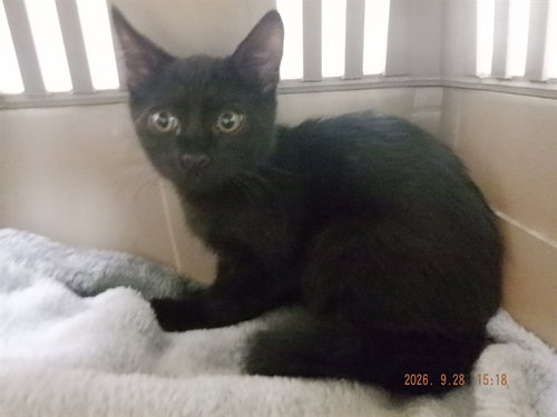 BINX, a cat for adoption from Northwest SPCA