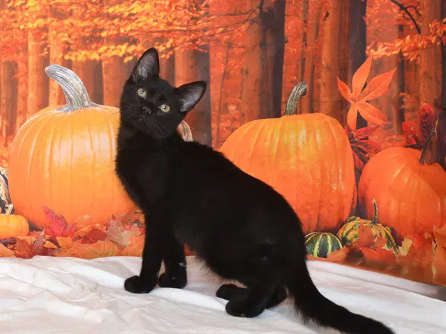 Binx - Domestic Short Hair