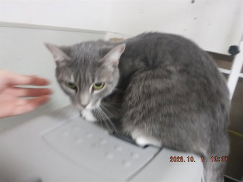 TABITHA, a cat for adoption from Northwest SPCA