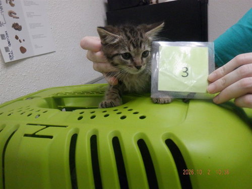 BREEZY, a cat for adoption from Northwest SPCA
