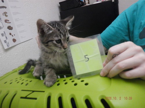 BLOSSOM, a cat for adoption from Northwest SPCA