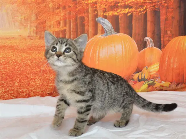 Blossom - Domestic Short Hair
