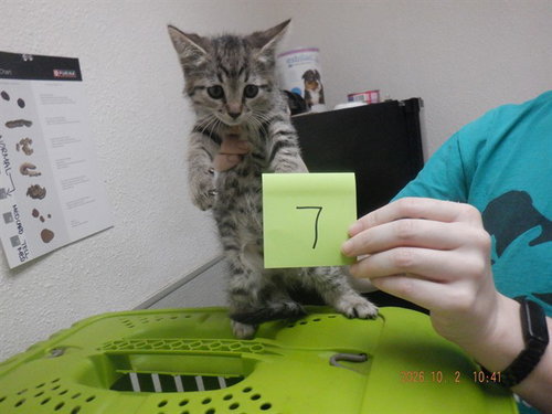 BLAIRE, a cat for adoption from Northwest SPCA