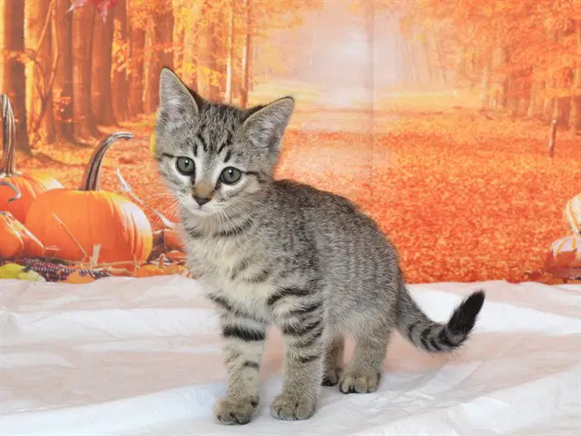 Blaire - Domestic Short Hair