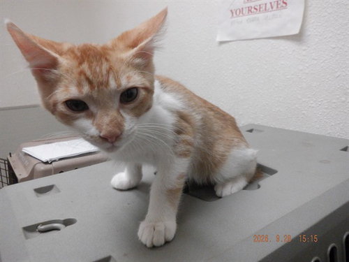MAX, a cat for adoption from Northwest SPCA