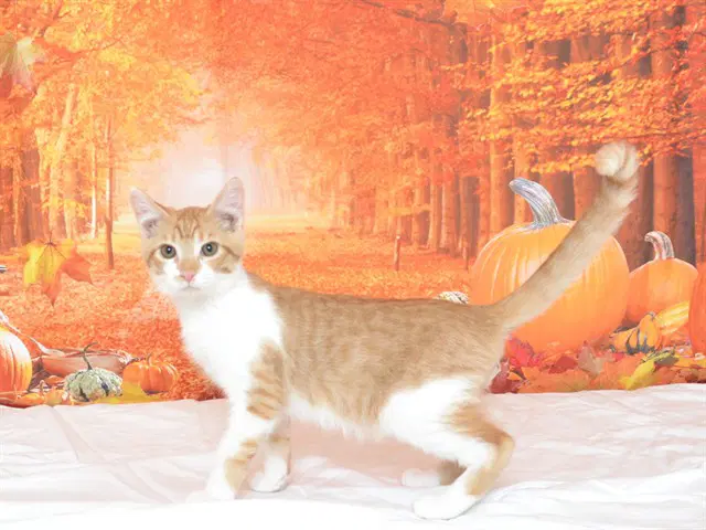 Max - Domestic Short Hair