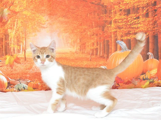 Max