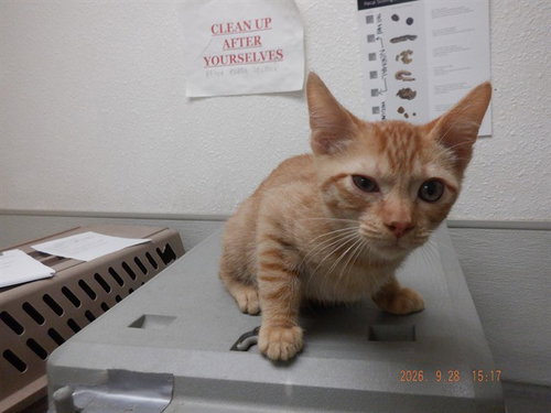 THEO, a cat for adoption from Northwest SPCA