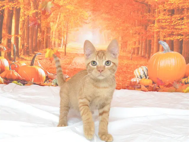 Theo - Domestic Short Hair