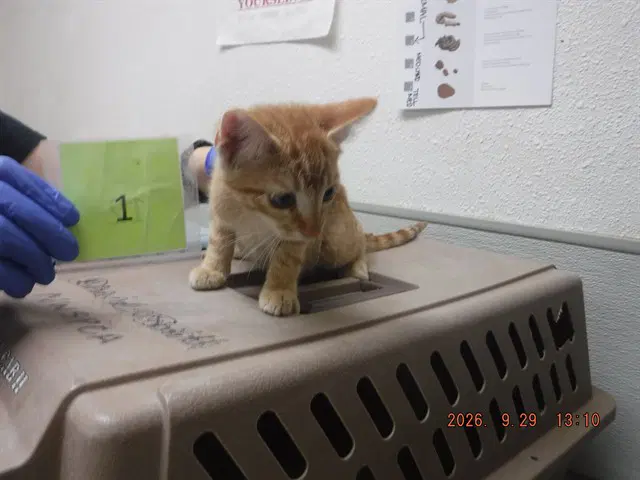Travis - Domestic Short Hair