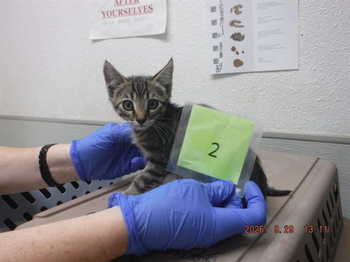 TUCKER, a cat for adoption from Northwest SPCA