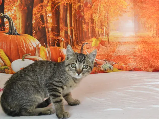 Tucker - Domestic Short Hair