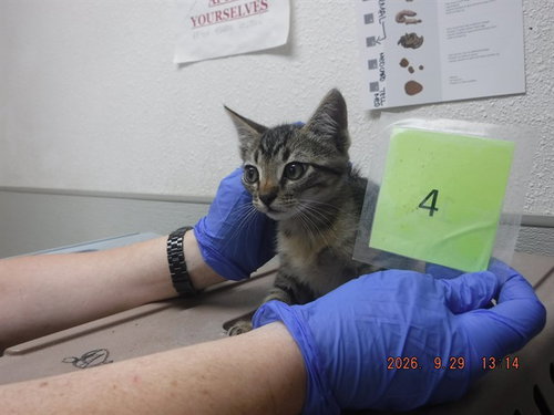 TONY, a cat for adoption from Northwest SPCA
