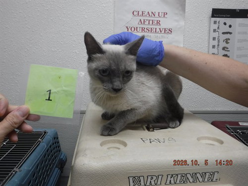 SNOWY, a cat for adoption from Northwest SPCA
