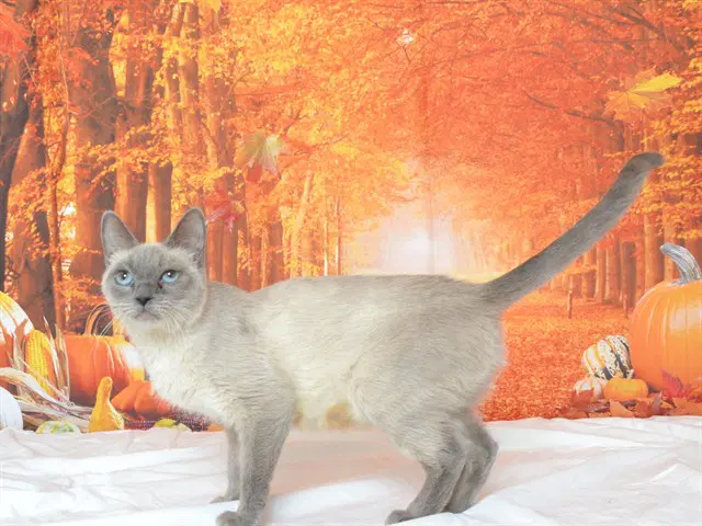 Snowy - Siamese