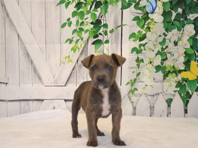 Charlie image 1