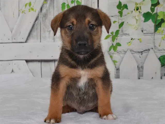 Jake - Catahoula Leopard Dog