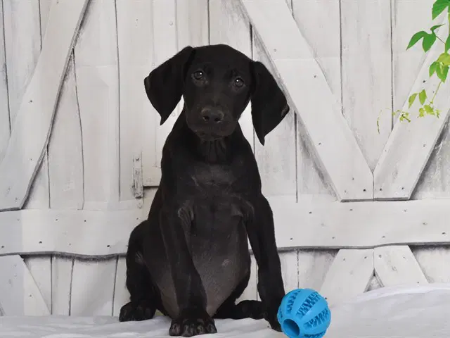 Mickey - Weimaraner