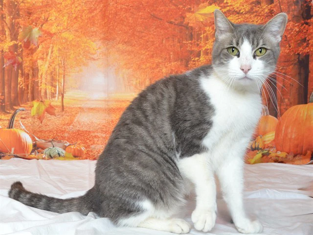 Mr Kitty