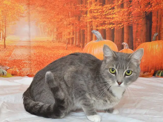 Tabitha - Domestic Short Hair